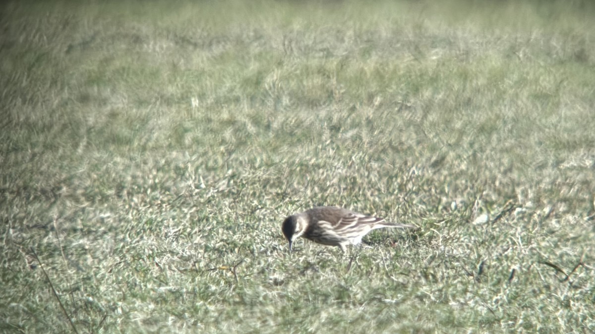 American Pipit - ML645461390