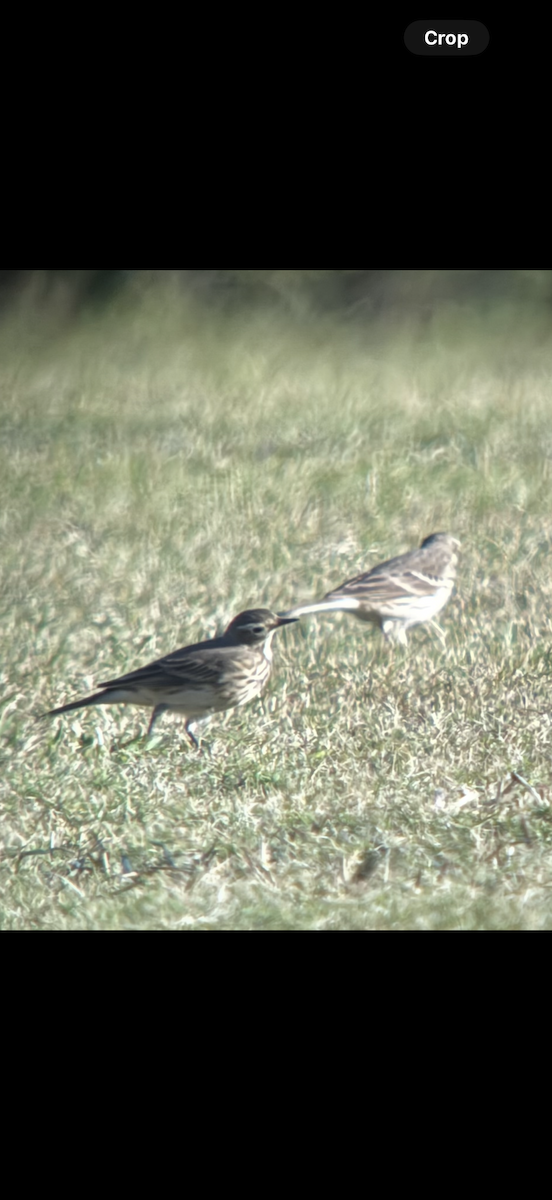 American Pipit - ML645461391