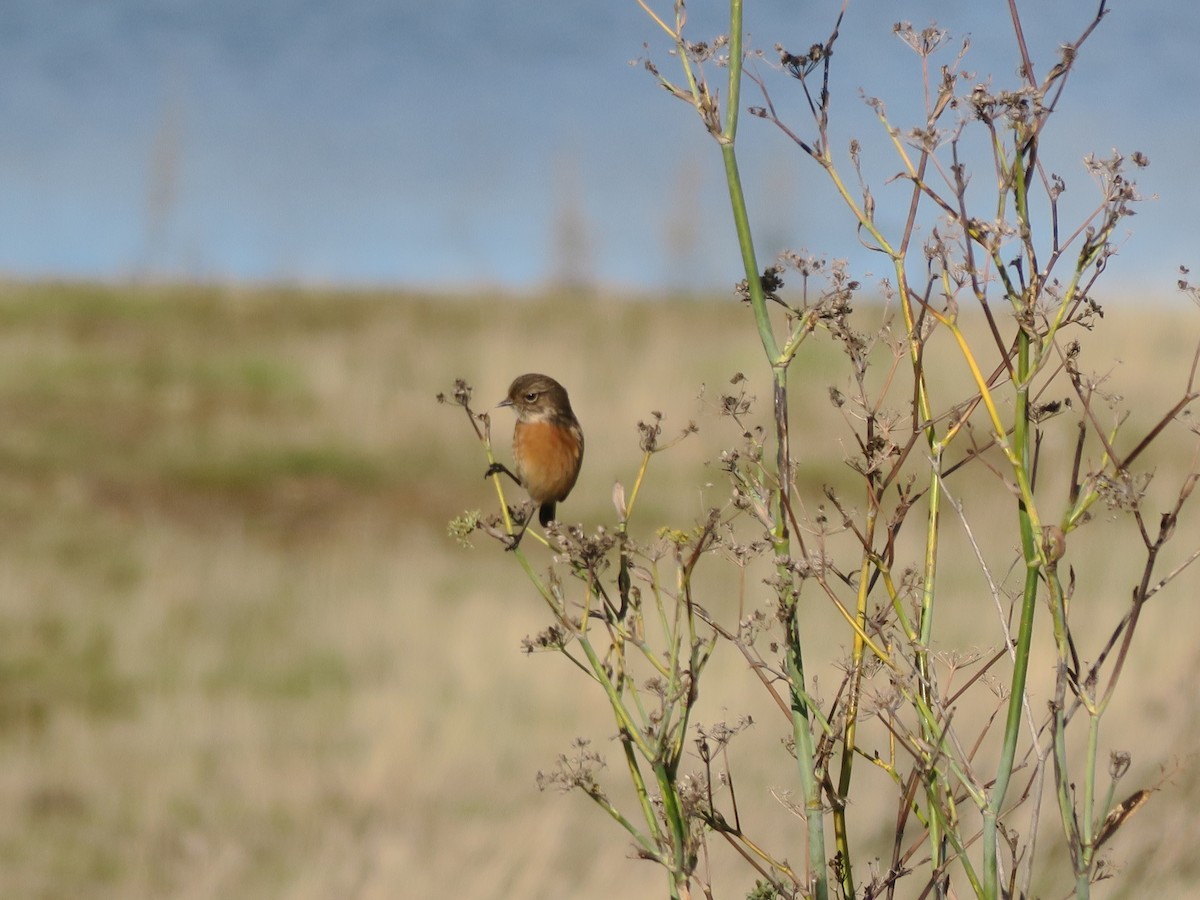 European Stonechat - ML645461400