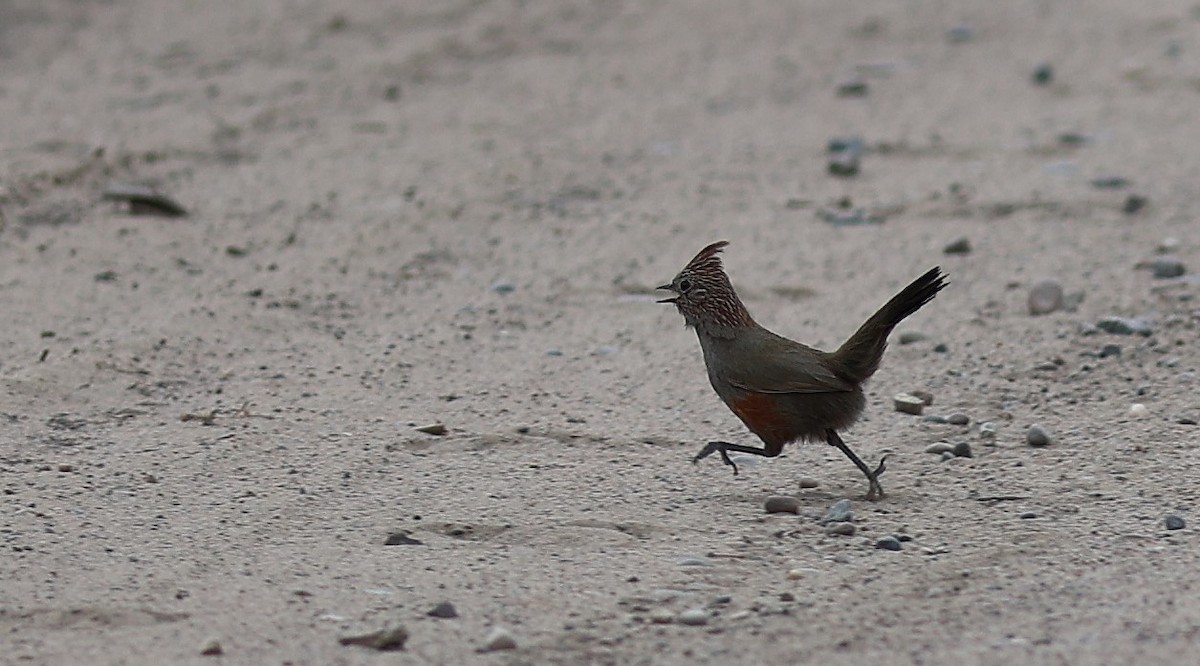 Crested Gallito - ML645461406