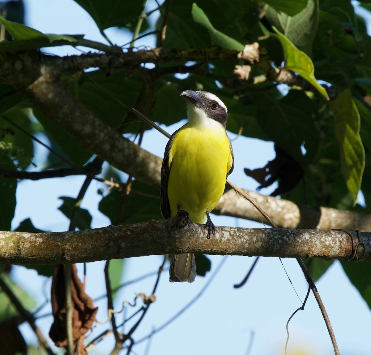 Boat-billed Flycatcher - ML645461421