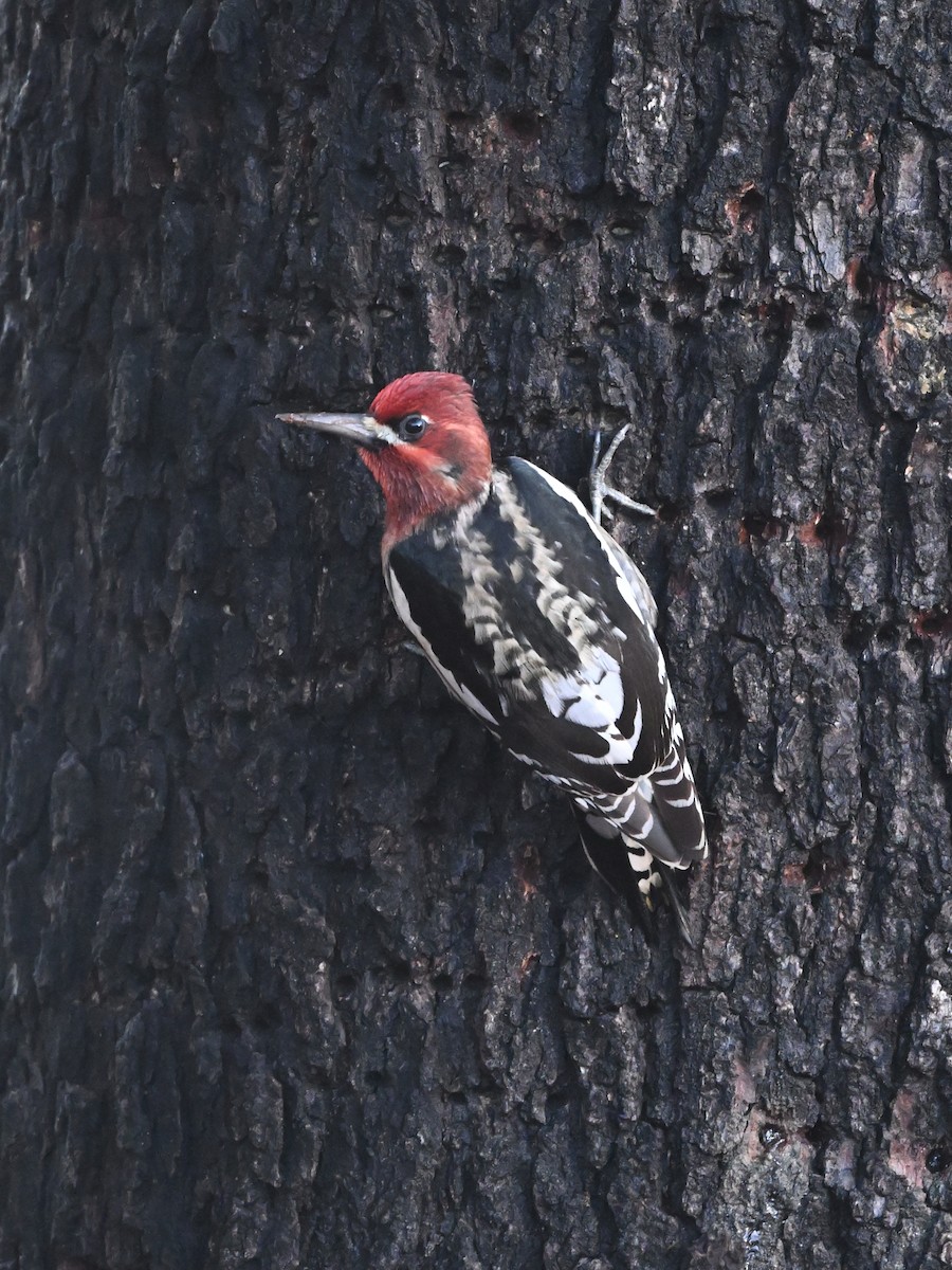 Red-breasted Sapsucker - ML645461422