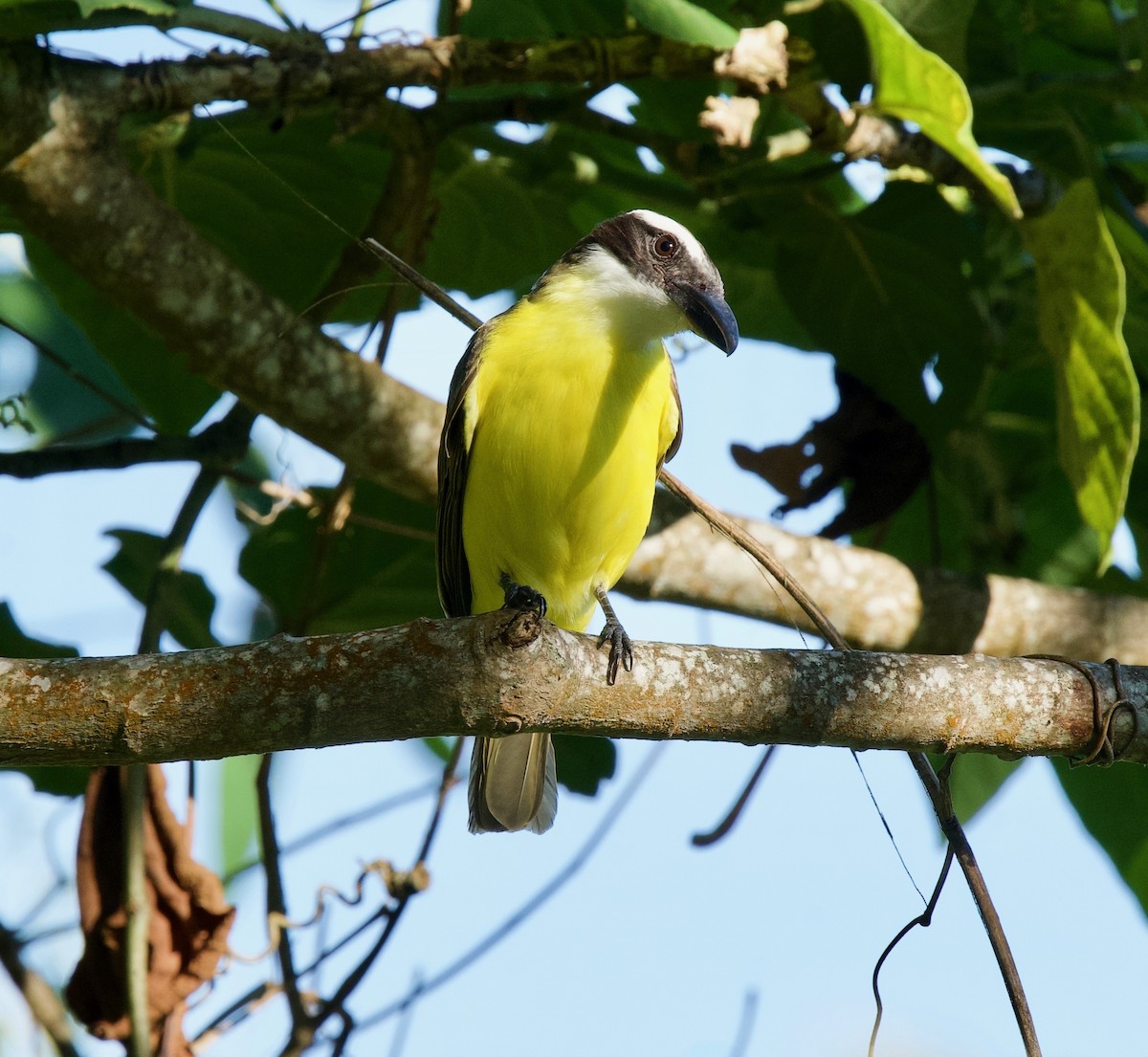 Boat-billed Flycatcher - ML645461424