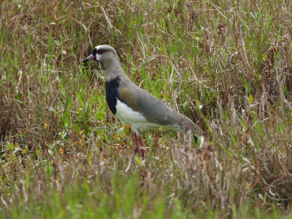 Southern Lapwing - ML645461436