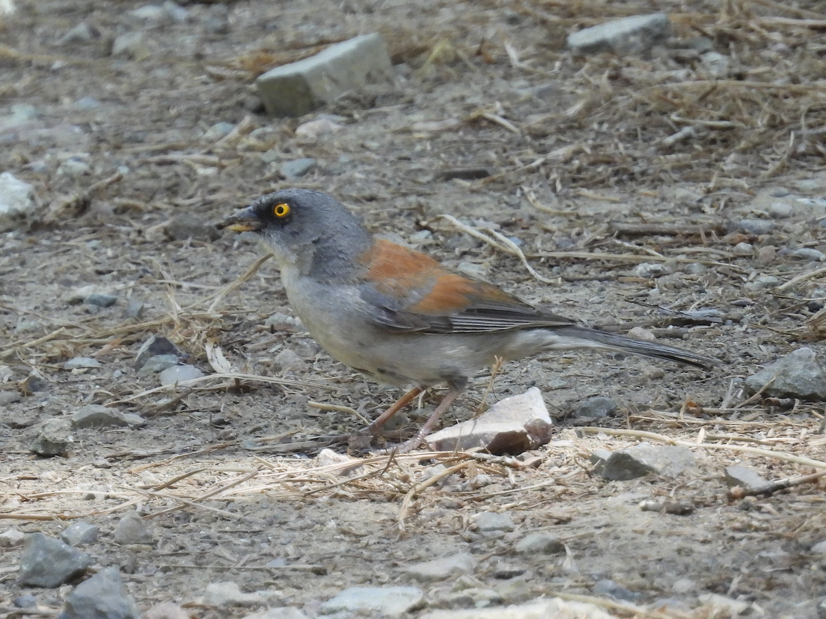 Yellow-eyed Junco - ML645461444