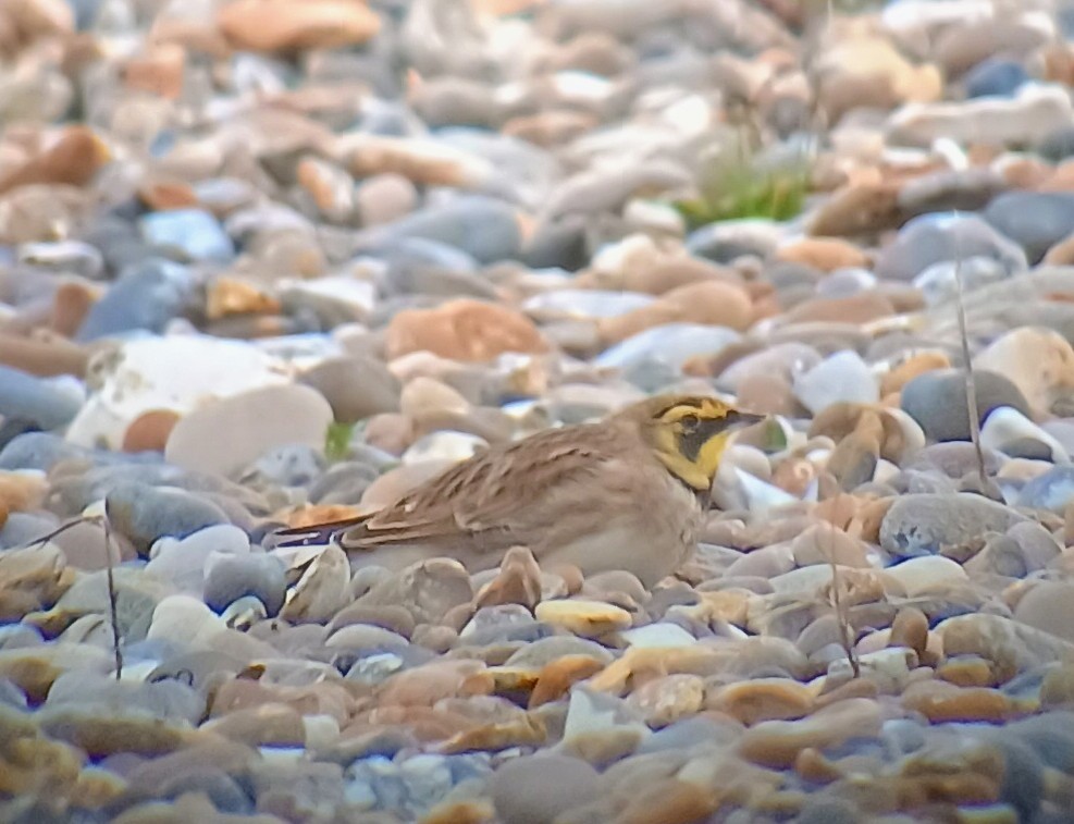 Horned Lark - ML645461449