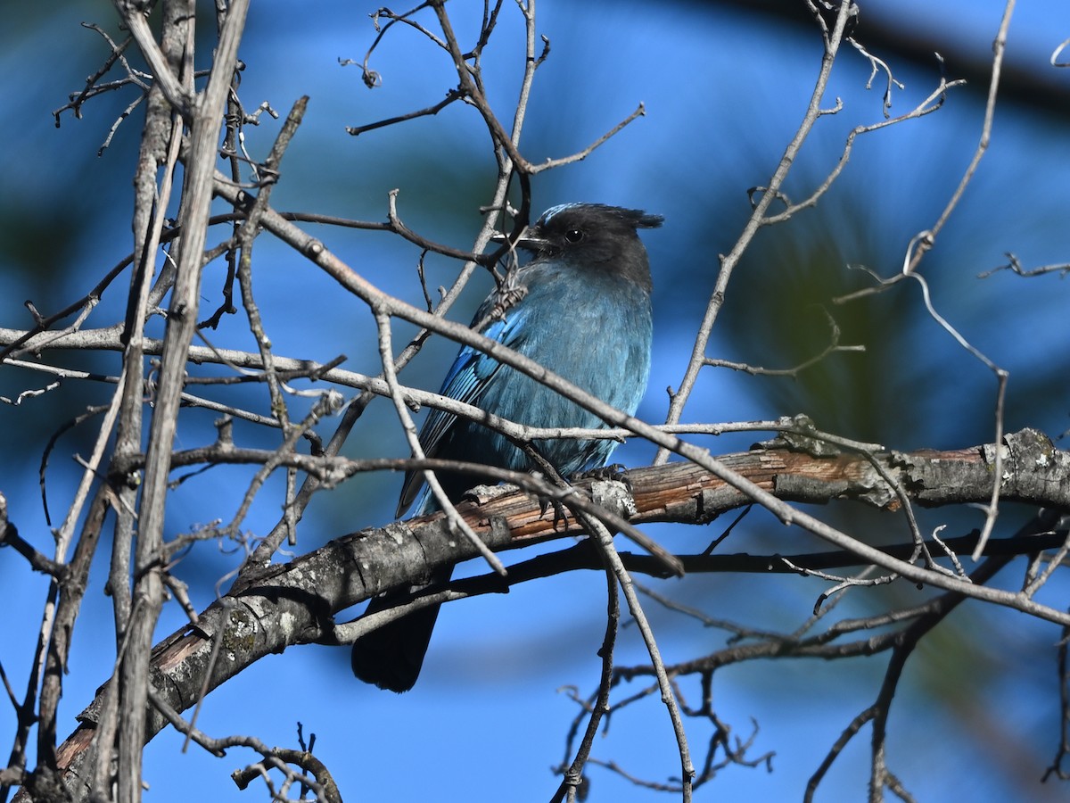 Steller's Jay (Coastal) - ML645461450