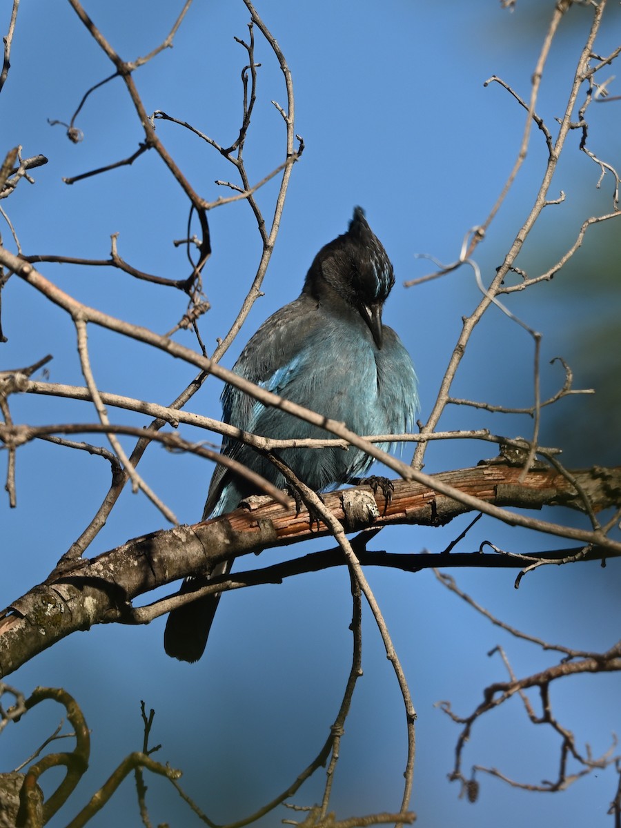 Steller's Jay (Coastal) - ML645461451