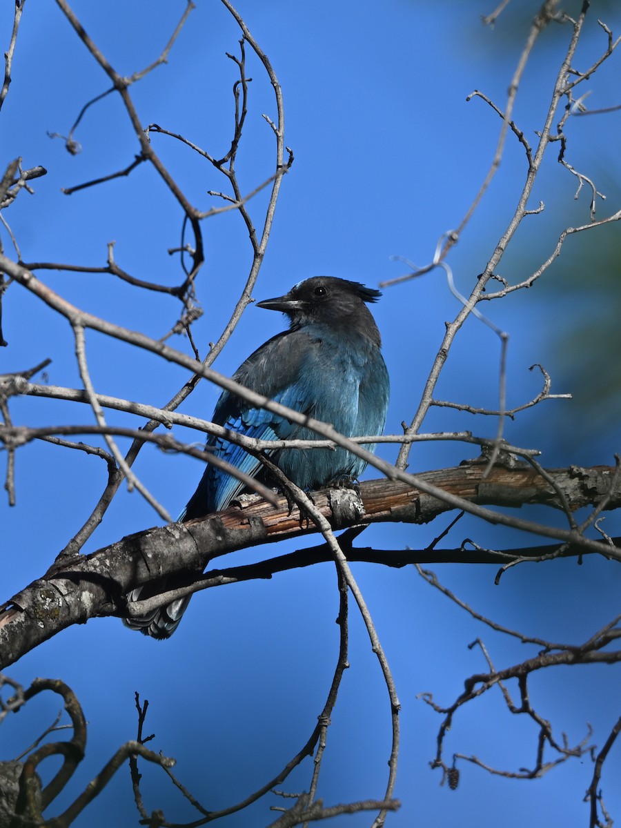 Steller's Jay (Coastal) - ML645461452
