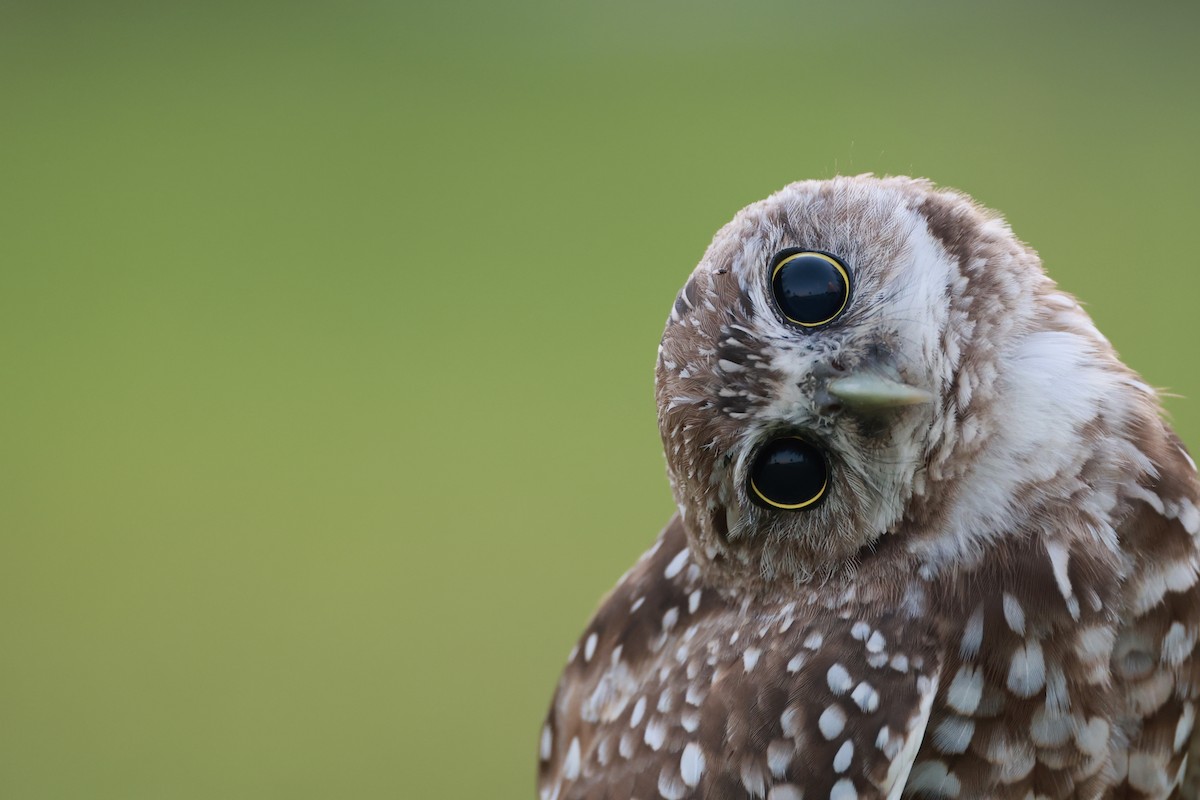 Burrowing Owl (Florida) - ML645461471