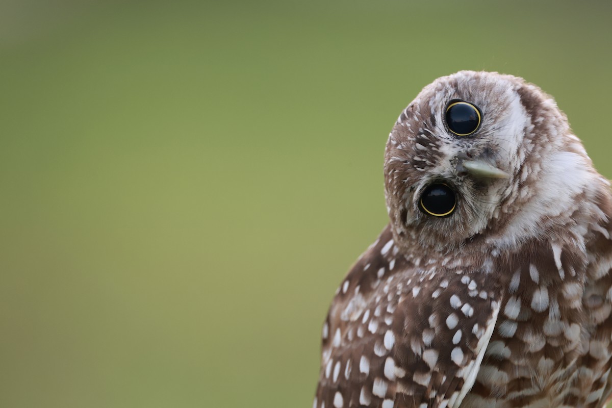 Burrowing Owl (Florida) - ML645461473