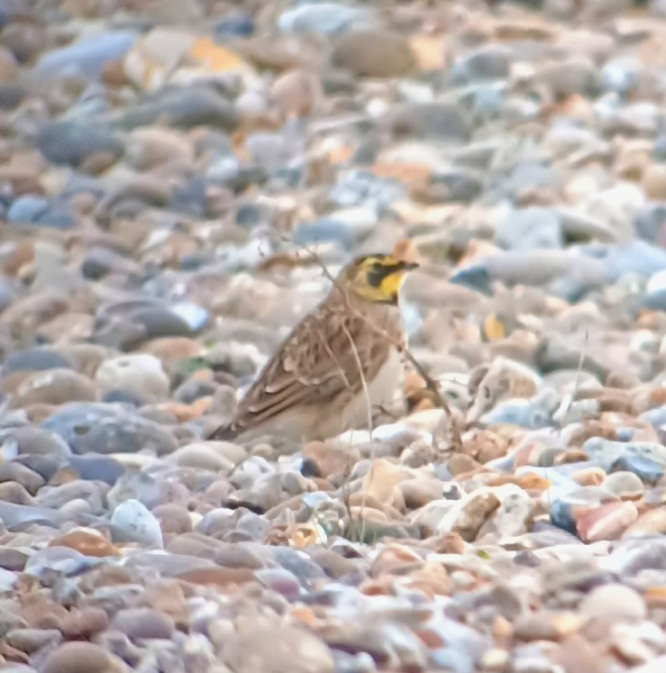 Horned Lark - ML645461476