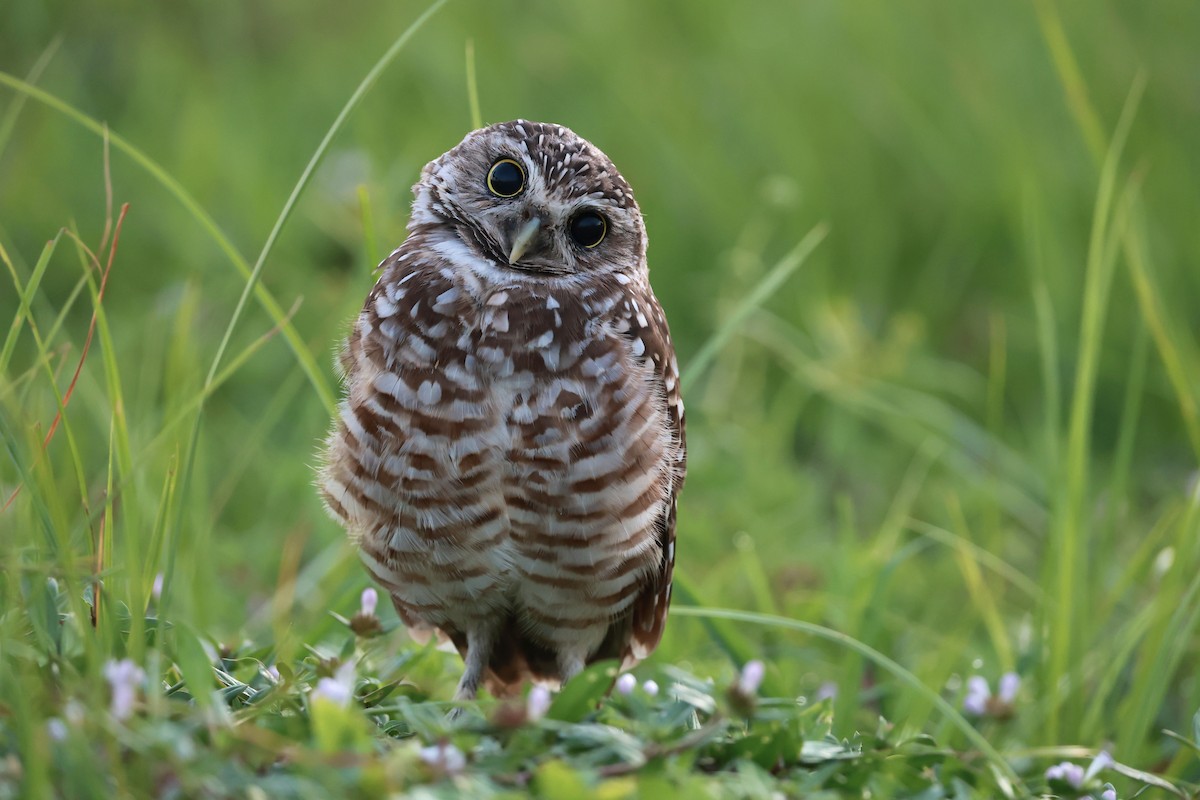 Burrowing Owl (Florida) - ML645461477