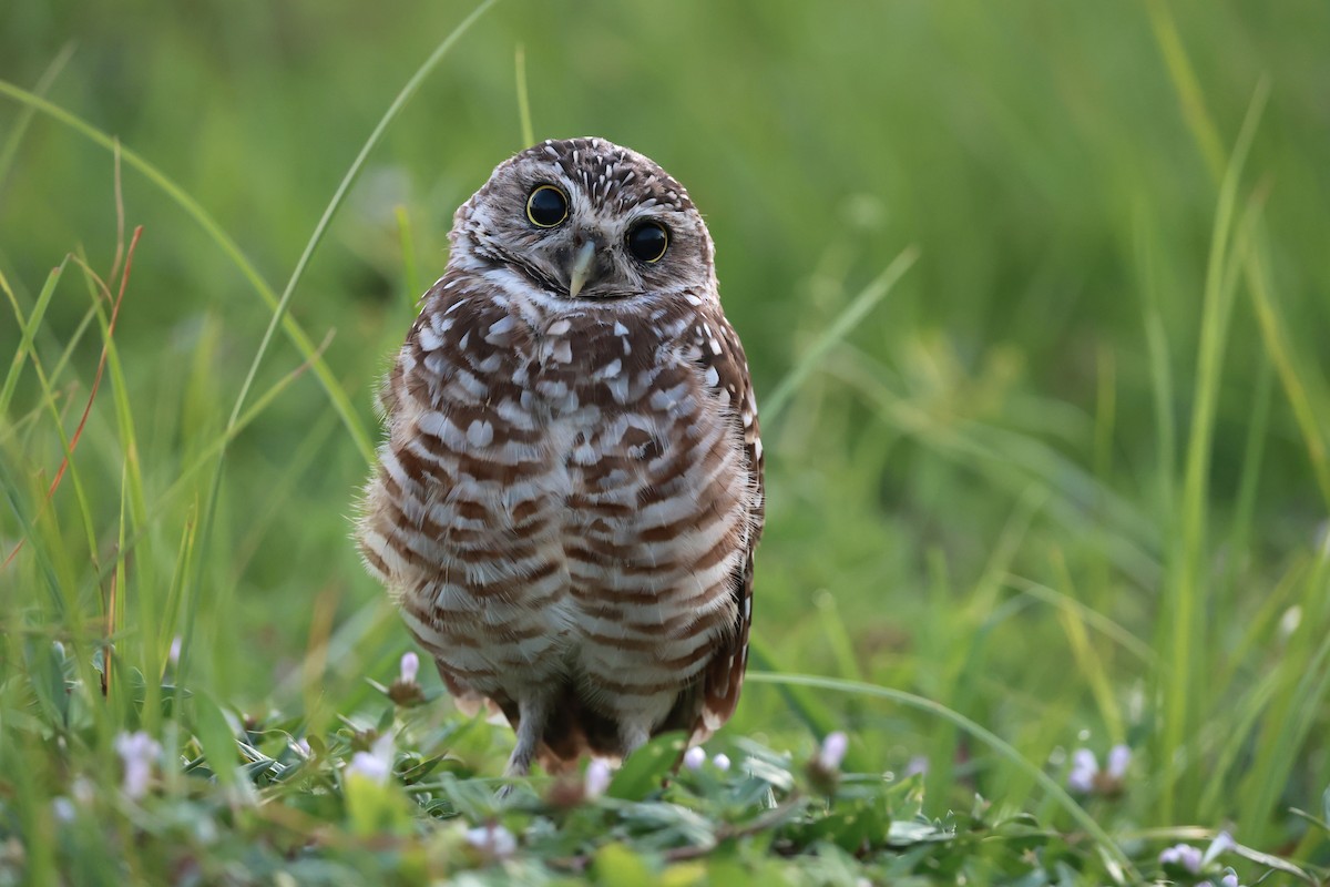 Burrowing Owl (Florida) - ML645461478
