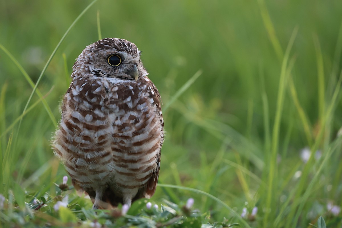 Burrowing Owl (Florida) - ML645461479