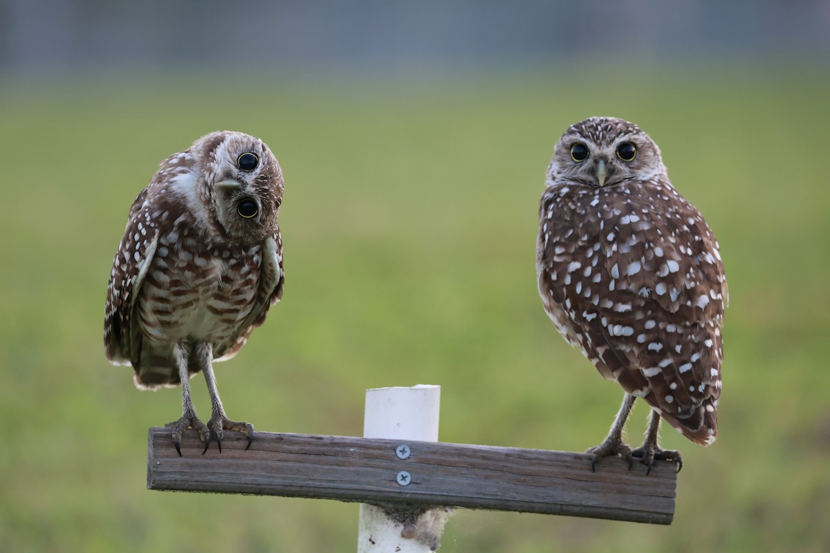 Burrowing Owl (Florida) - ML645461480