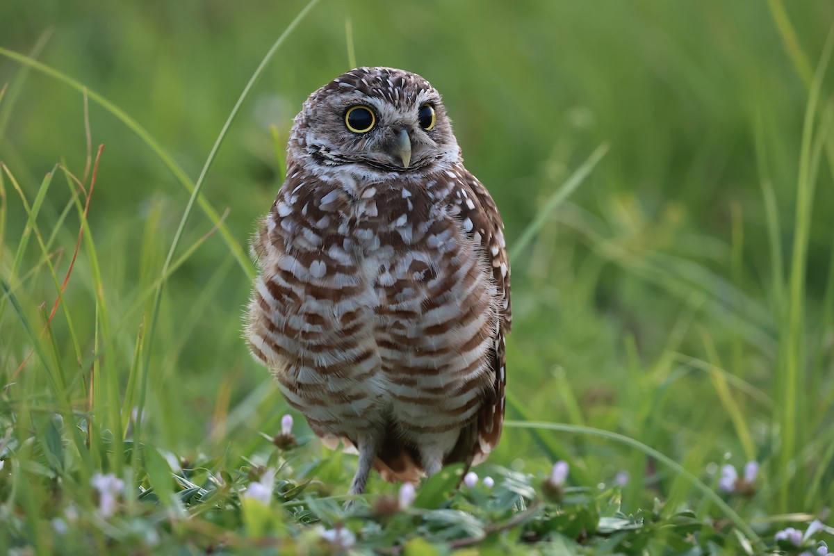 Burrowing Owl (Florida) - ML645461481