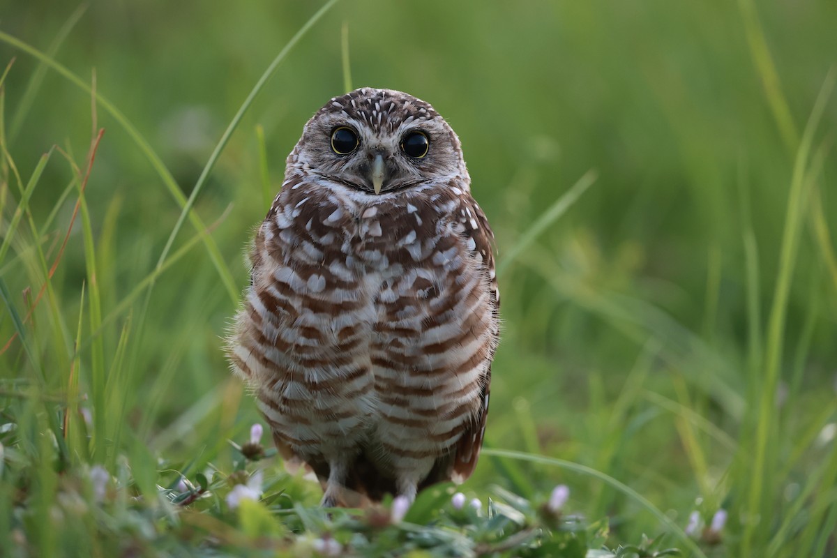 Burrowing Owl (Florida) - ML645461484