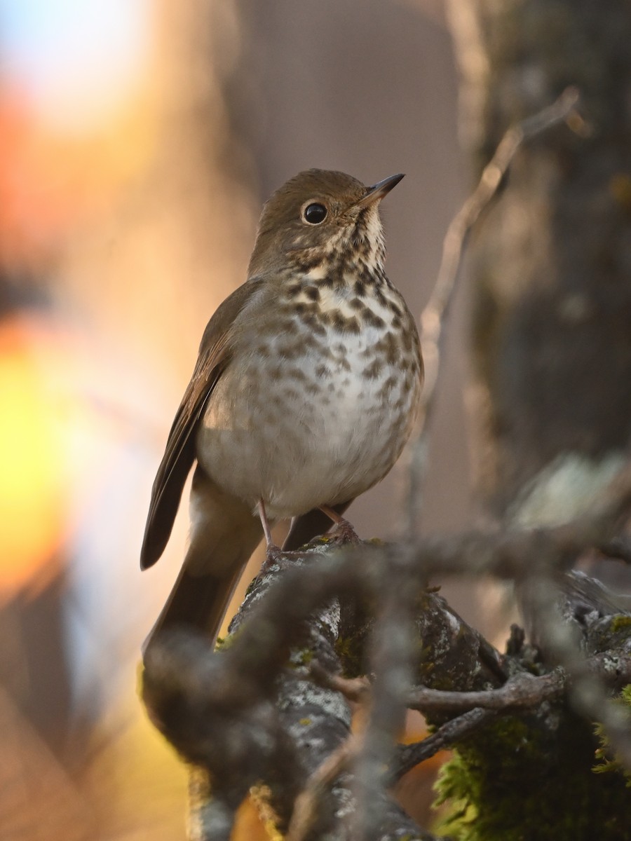 Hermit Thrush - ML645461492