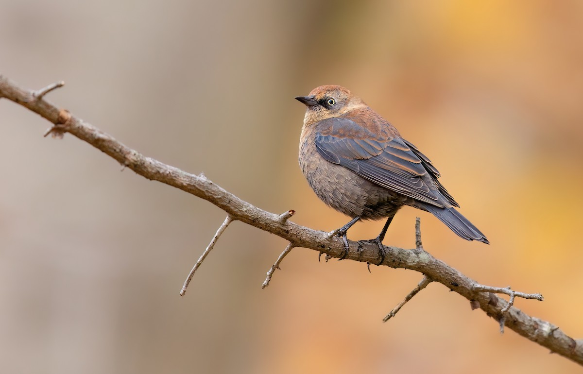 Rusty Blackbird - ML645461493