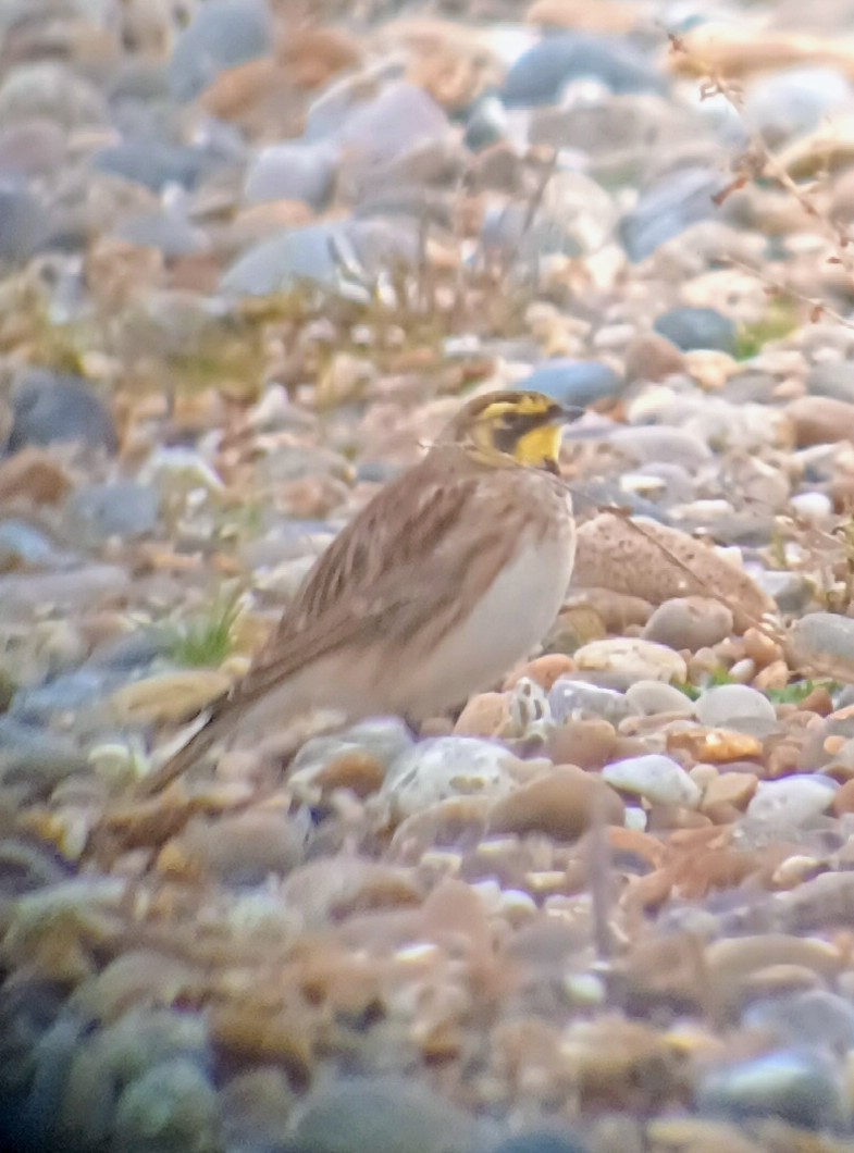 Horned Lark - ML645461500