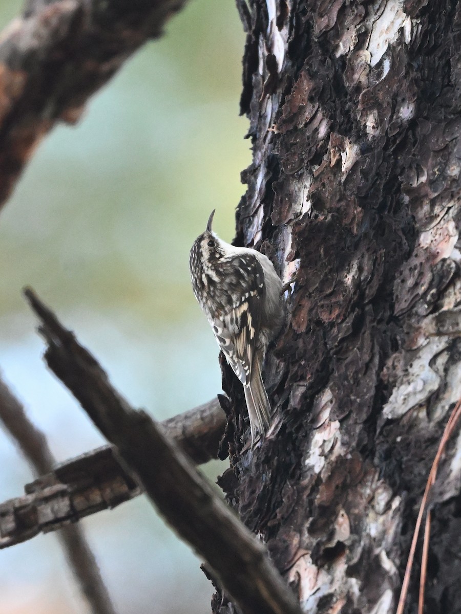 Gerri-txori amerikarra - ML645461504