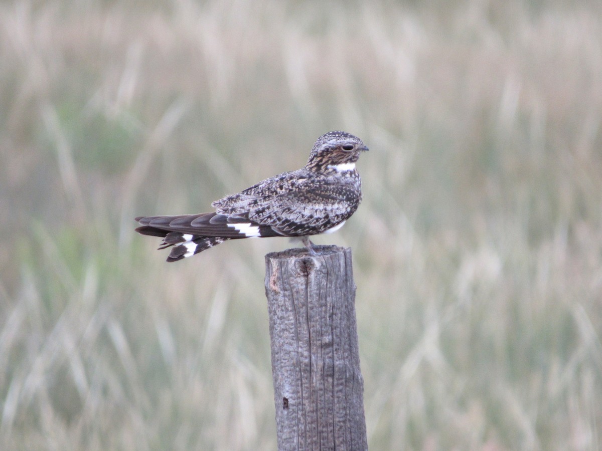 Common Nighthawk - ML645461505