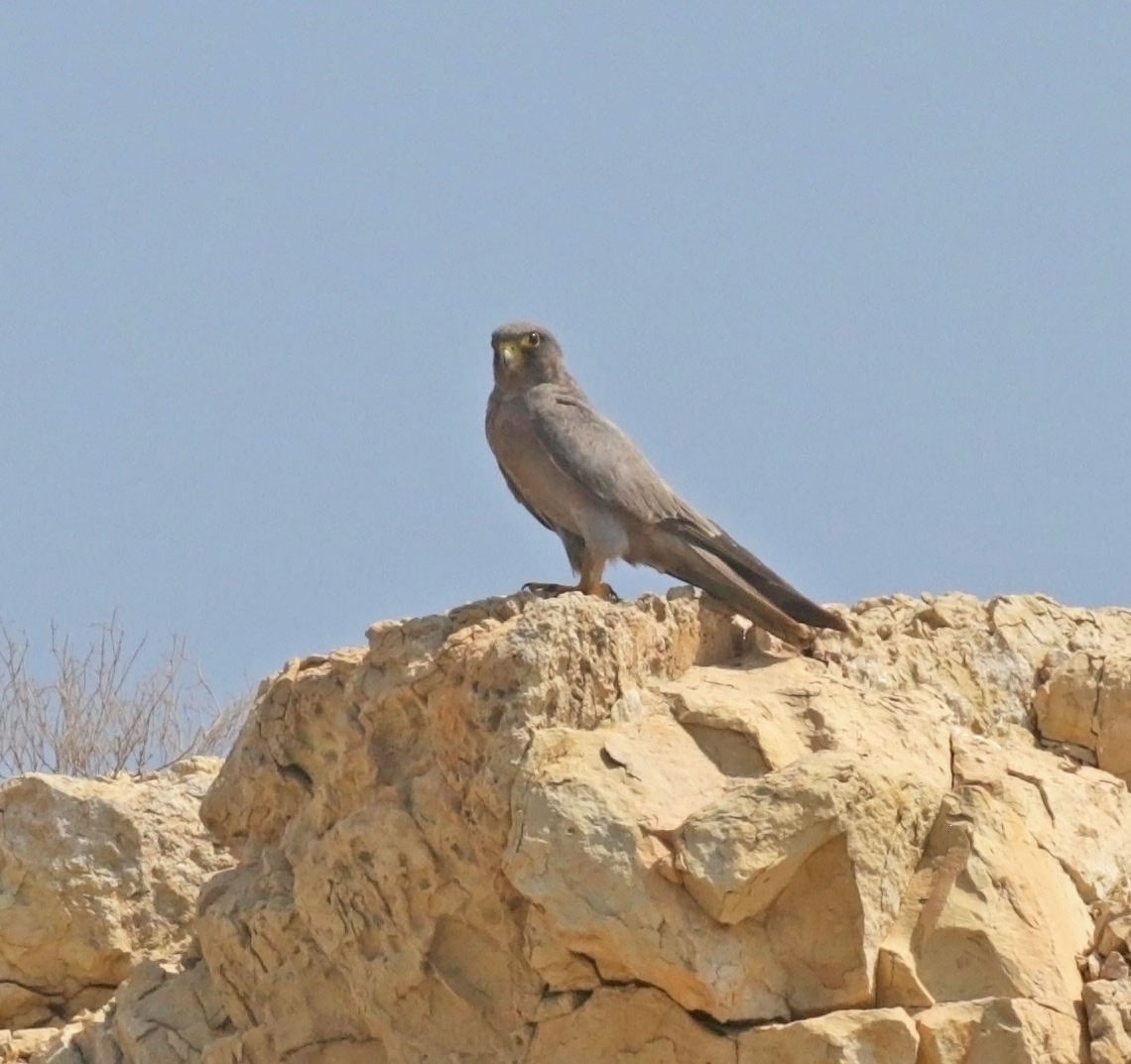 Sooty Falcon - ML645461506