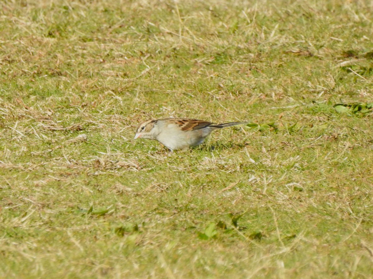 Chipping Sparrow - ML645461515