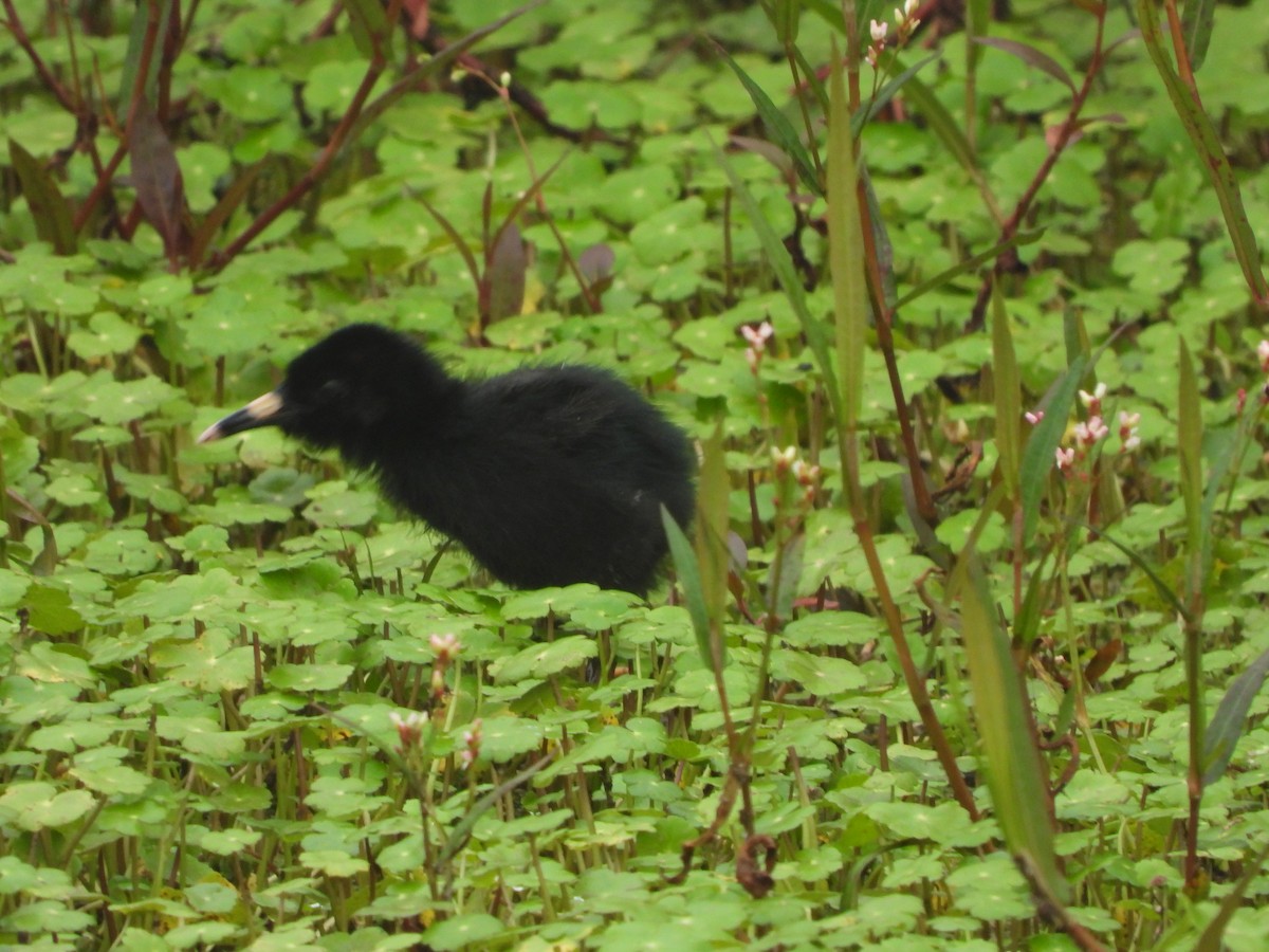 Uroilanda ekuadortarra - ML645461517