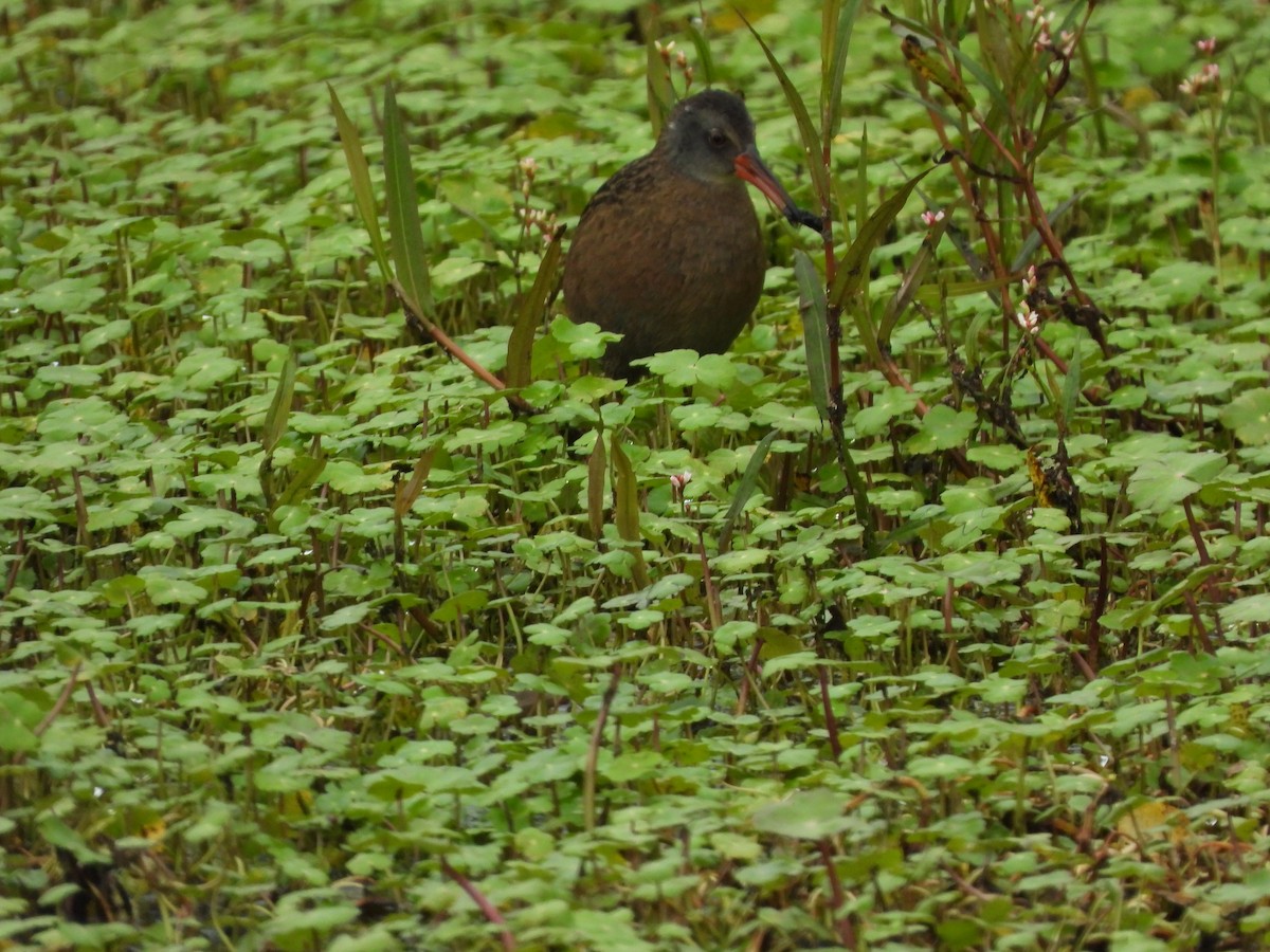 Uroilanda ekuadortarra - ML645461518