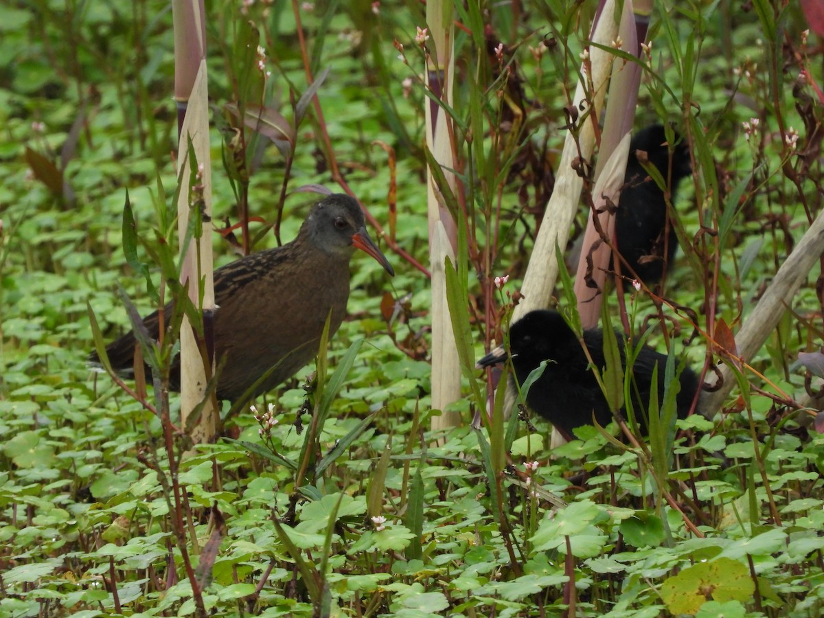 Uroilanda ekuadortarra - ML645461522