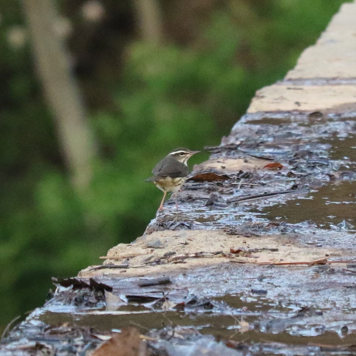 Northern Waterthrush - ML645461525