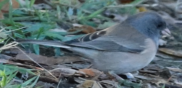 Dark-eyed Junco - ML645461526