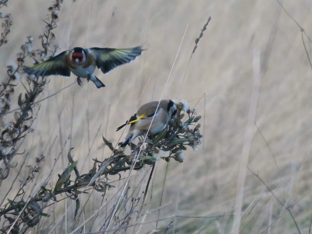 Kardantxiloa - ML645461527