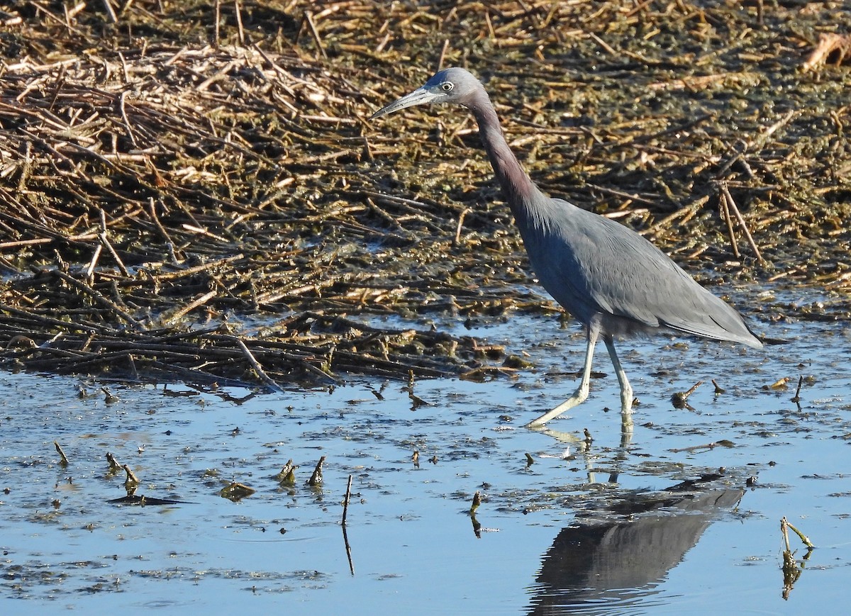 Koartzatxo urdina - ML645461528