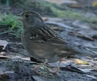 Golden-crowned Sparrow - ML645461529