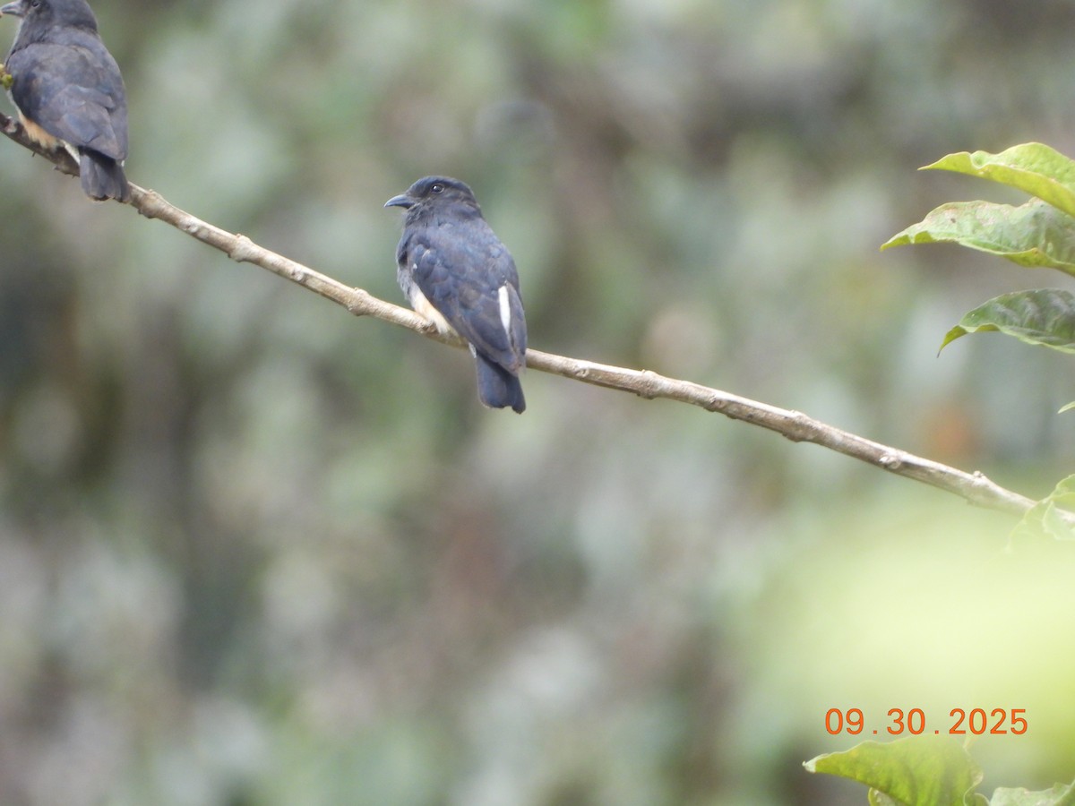 Red-rumped Cacique - ML645461530