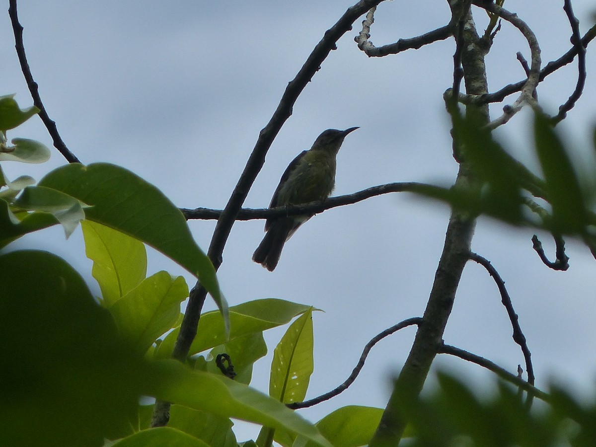 Ruby-cheeked Sunbird - ML645461531