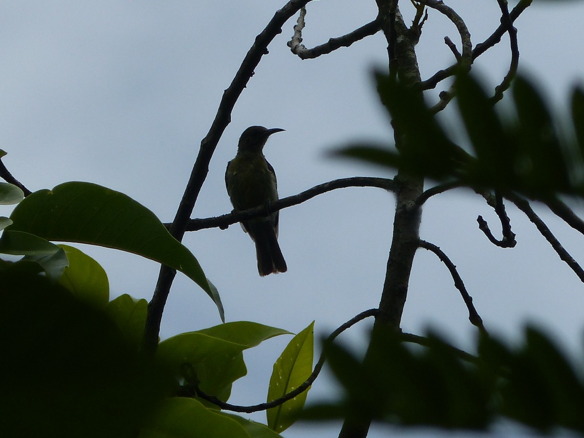 Ruby-cheeked Sunbird - ML645461532