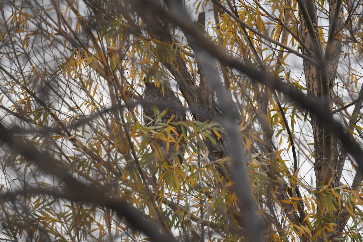 Hontz virginiarra - ML645461533