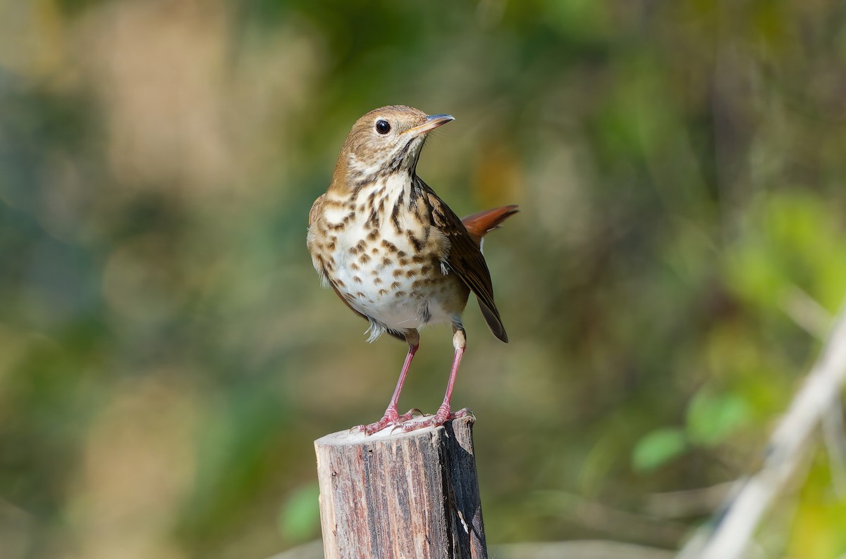 Hermit Thrush - ML645461534