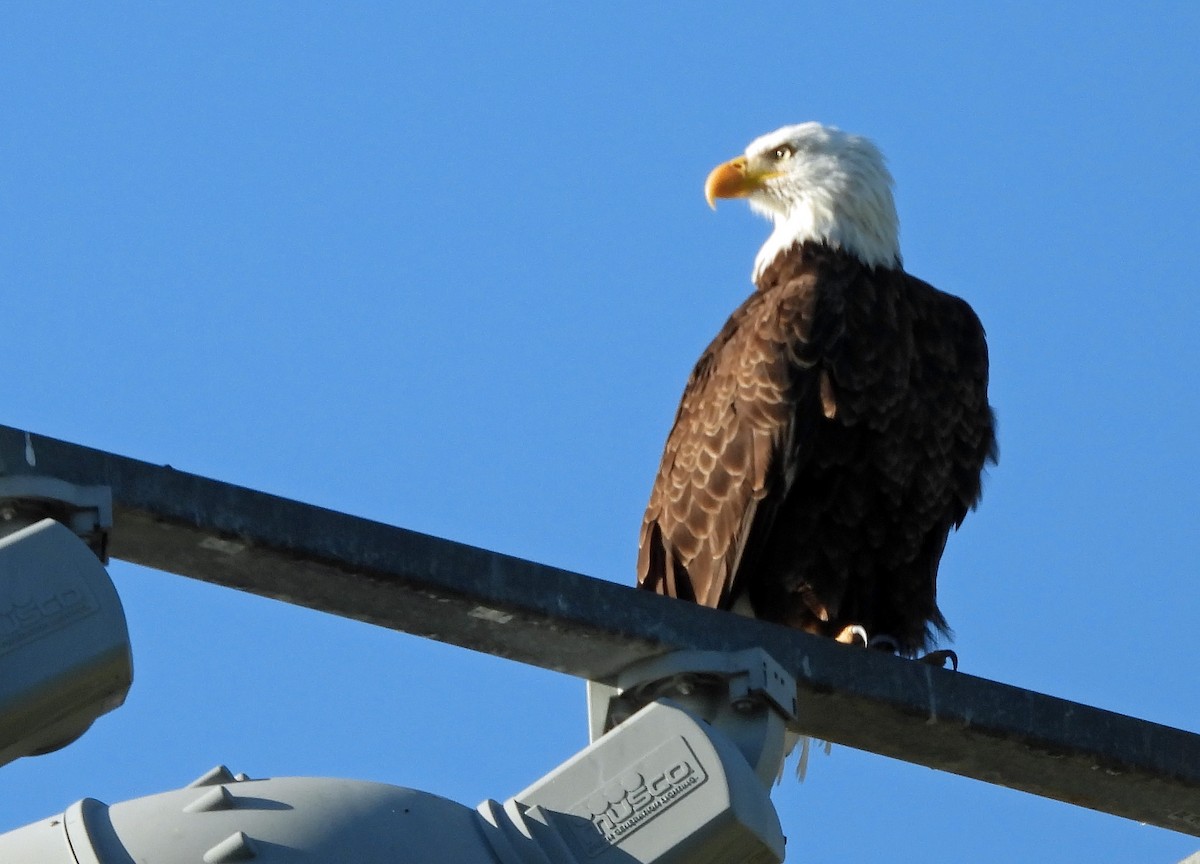 Itsas arrano buruzuria - ML645461535