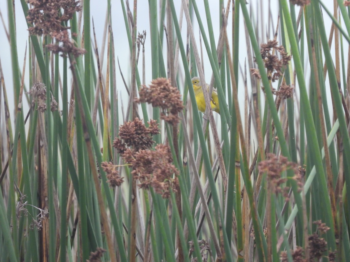 Grassland Yellow-Finch - ML645461536