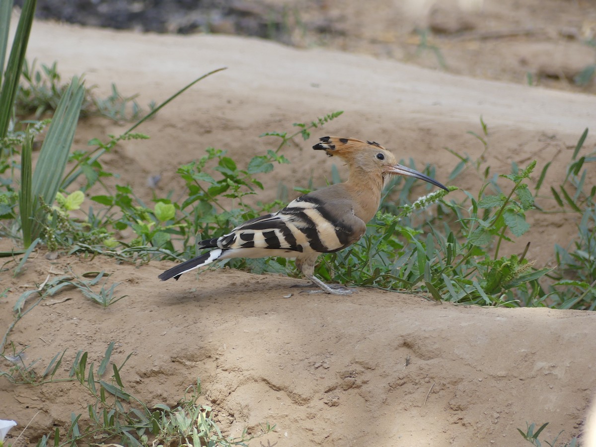 Argi-oilar arrunta - ML645461537