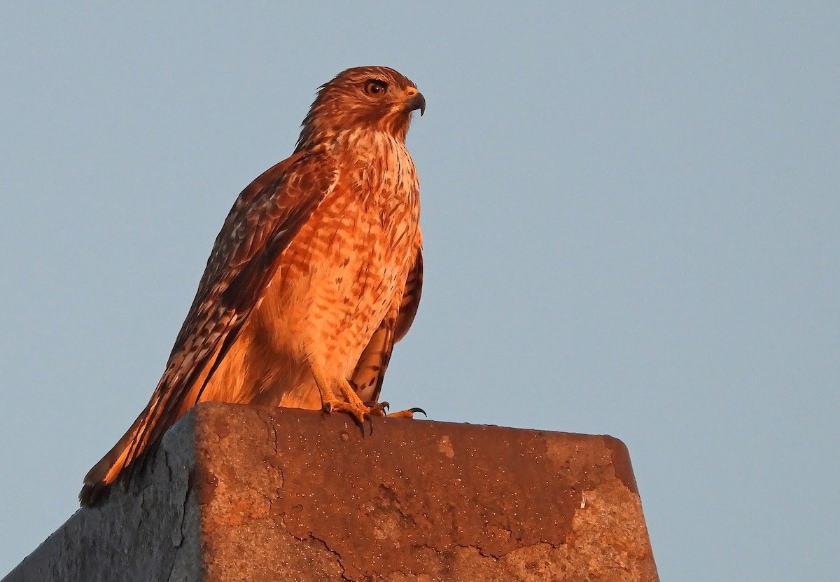 Red-shouldered Hawk - ML645461539