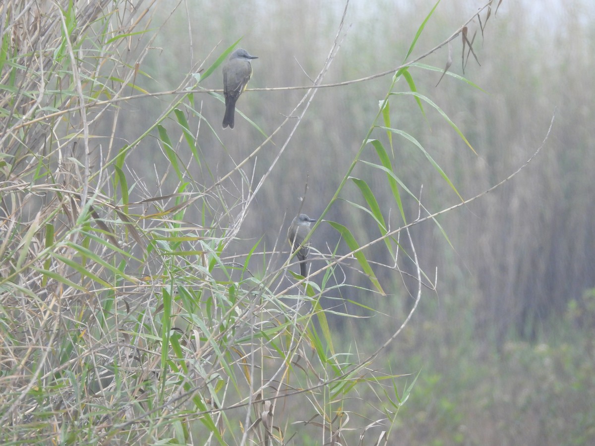 Tropical Kingbird - ML645461542