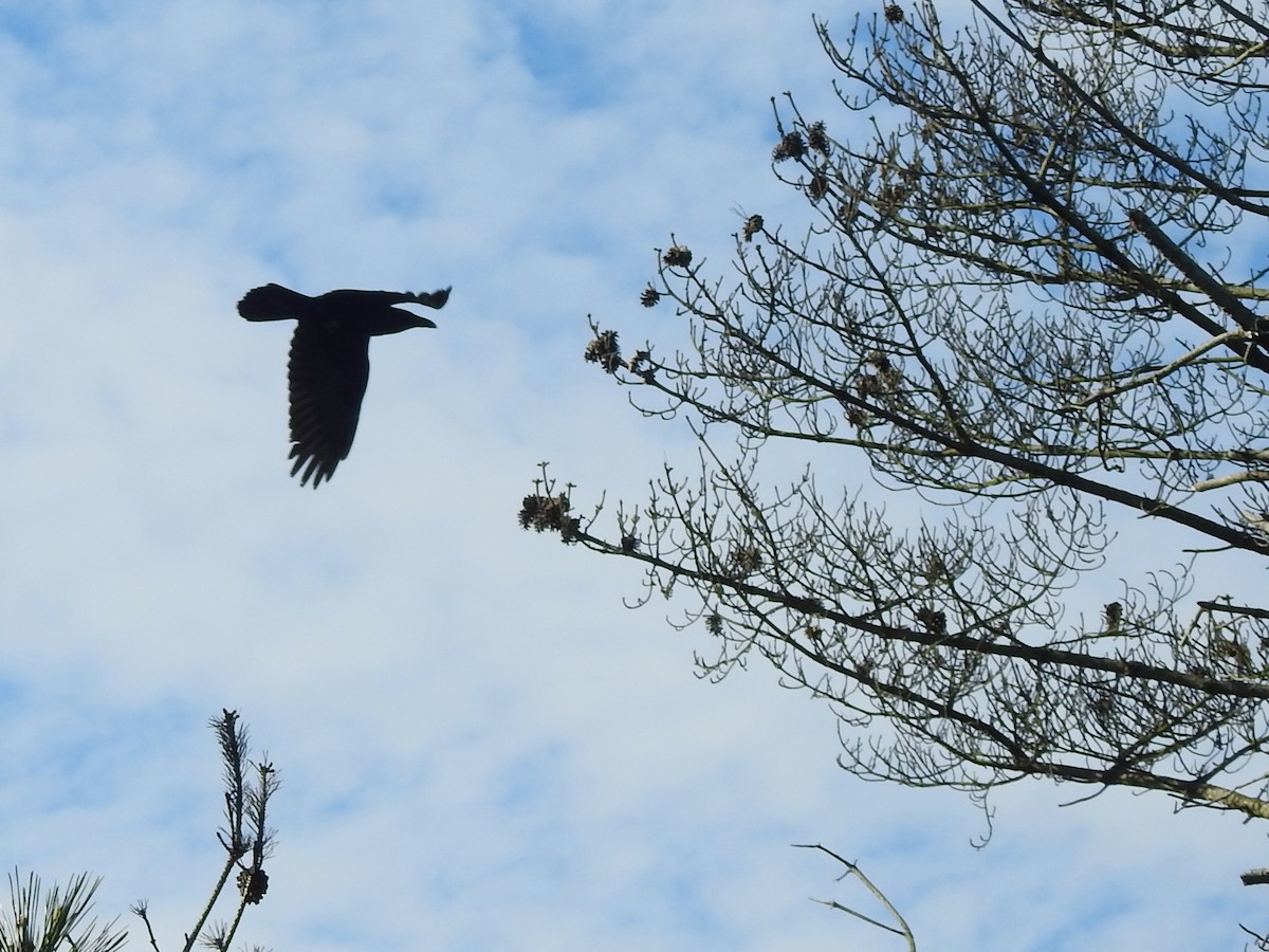 Erroi handia - ML645461543