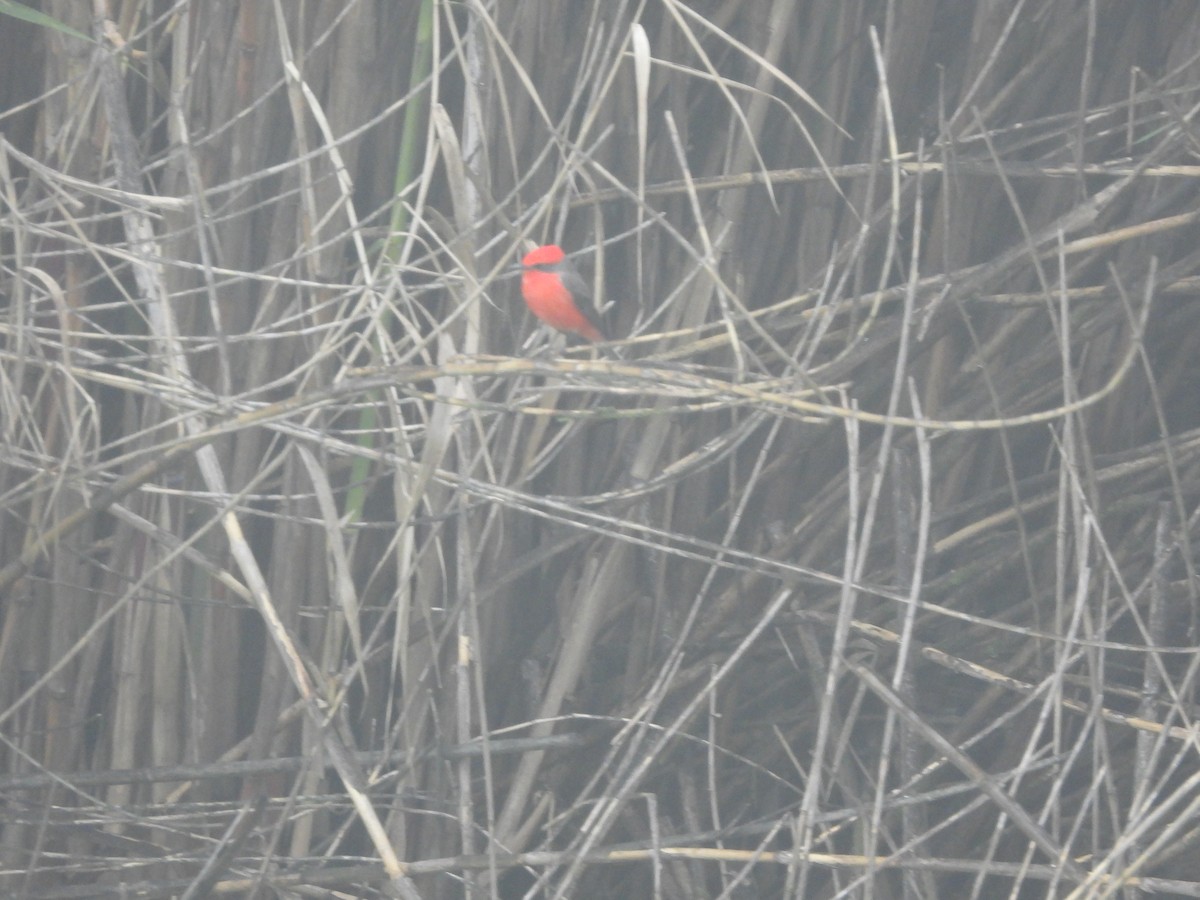Vermilion Flycatcher - ML645461544