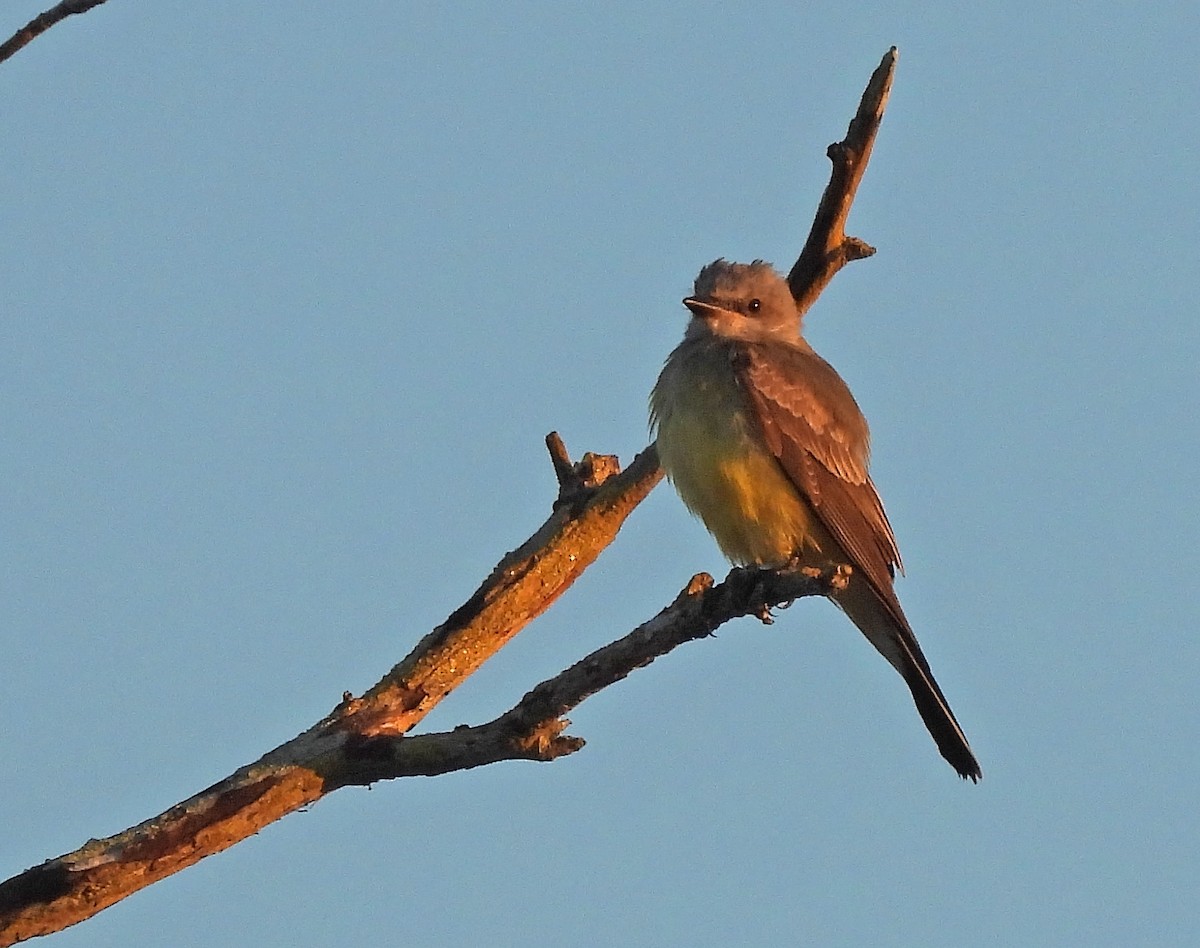 Western Kingbird - ML645461545